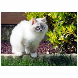 chat ille et vilaine