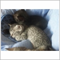 Mau Egyptien