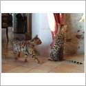 Bengal