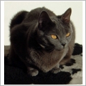 Chartreux