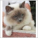 Birman