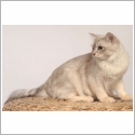 Burmese