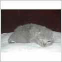 British Longhair