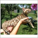 Bengal