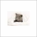 Chartreux