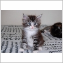 Maine Coon