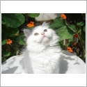 British Longhair