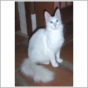 Angora Turc