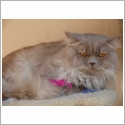 British Longhair