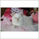 Scottish Fold