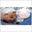 British Longhair
