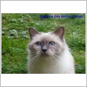 Birman