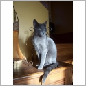Bleu Russe