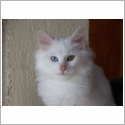 Angora Turc