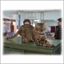 Bengal