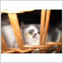 Exotic Shorthair