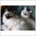 Birman
