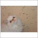 Exotic Shorthair