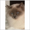 Birman