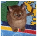 Burmese Américain