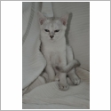 Burmilla