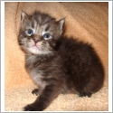 Maine Coon