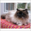 Birman