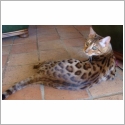 Bengal