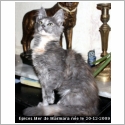 Angora Turc