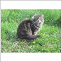 Maine Coon