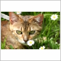 Bengal