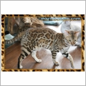 Bengal