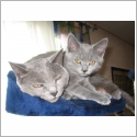 Chartreux