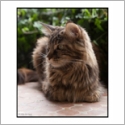 Maine Coon