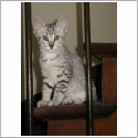 Mau Egyptien