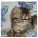 Exotic Shorthair