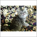 Exotic Shorthair