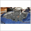 Chartreux