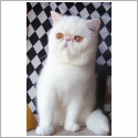 Exotic Shorthair