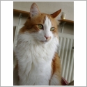 Angora Turc