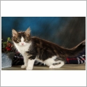 Maine Coon