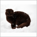 Scottish Fold