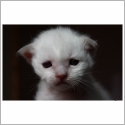 Birman