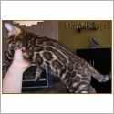 Bengal
