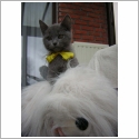 Chartreux