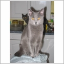 Chartreux