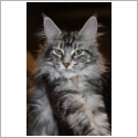 Maine Coon