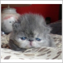 Persan