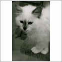 Birman