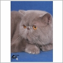 Exotic Shorthair